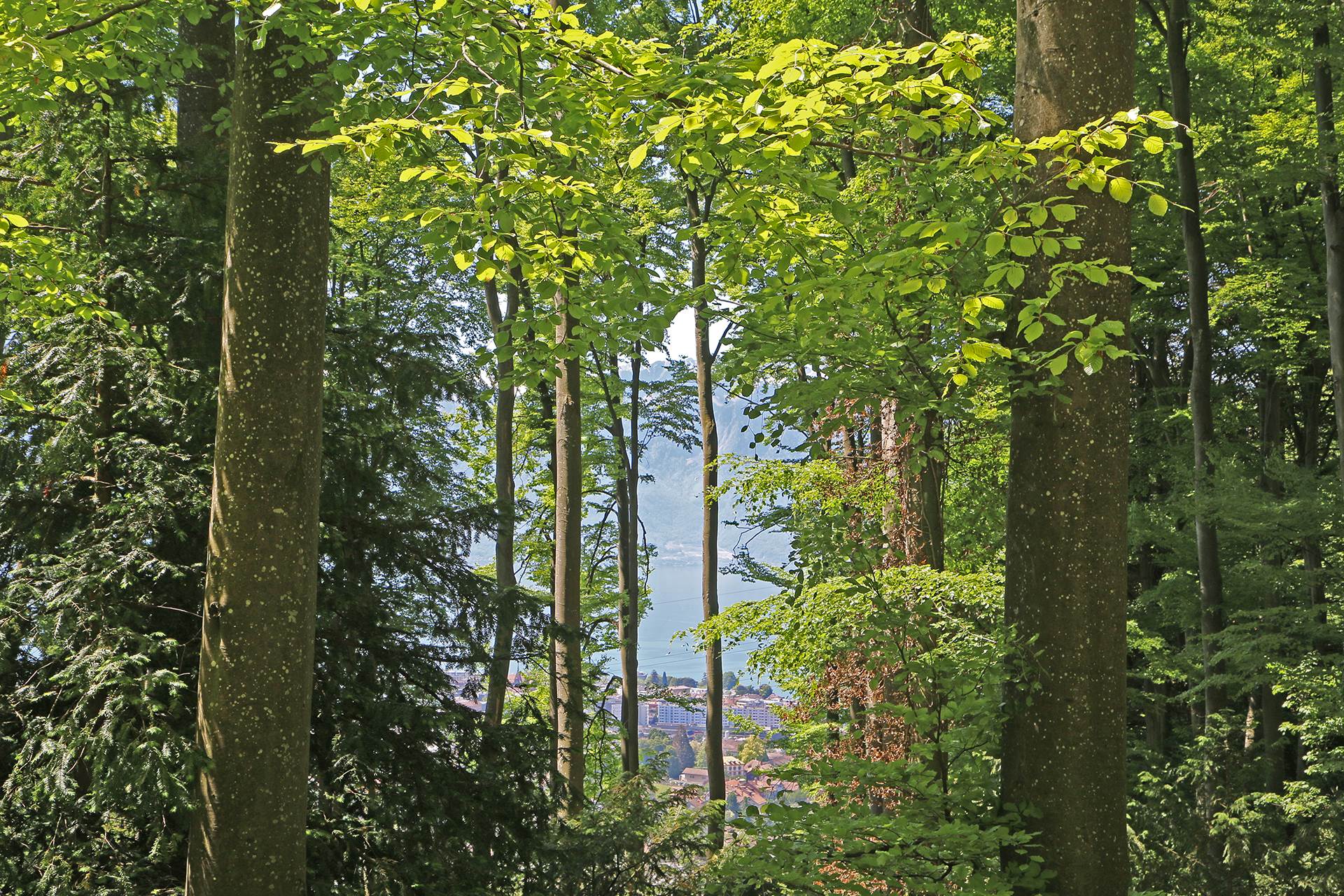 Forêt Sentier santé Marche Promenade